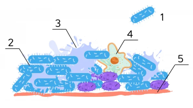 Rysunek przedstawiający biofilm bakteryjny wielogatunkowy oraz jego elementy..